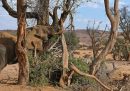 La Namibia metterà all'asta 170 elefanti