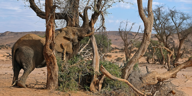 Un elefante nella valle Twyfelfontein, in Namibia, durante la siccità del 2019 (Oliver Berg/dpa/Ansa)