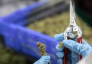 L'ONU ha riconosciuto ufficialmente le proprietà medicinali della cannabis