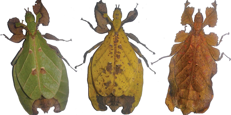 Tre femmine di Nanophyllium asekiense, una specie di insetto foglia, fotografate nella regione di Morobe, in Papua Nuova Guinea (Royce T. Cumming e altri, ZooKeys)