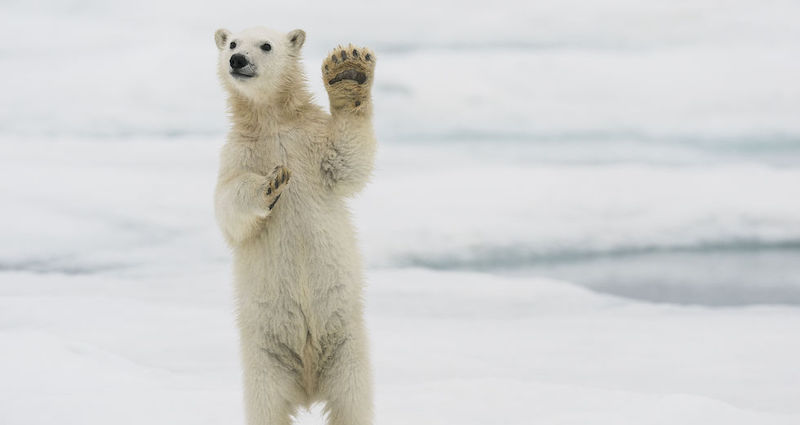 Un cucciolo di orso polare fotografato da Roy Mangersnes durante una delle prime spedizioni dopo le restrizioni per il coronavirus alle isole Svalbard, in Norvegia
(ZUMA Press/ansa)