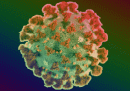 Cosa sappiamo della nuova variante del coronavirus