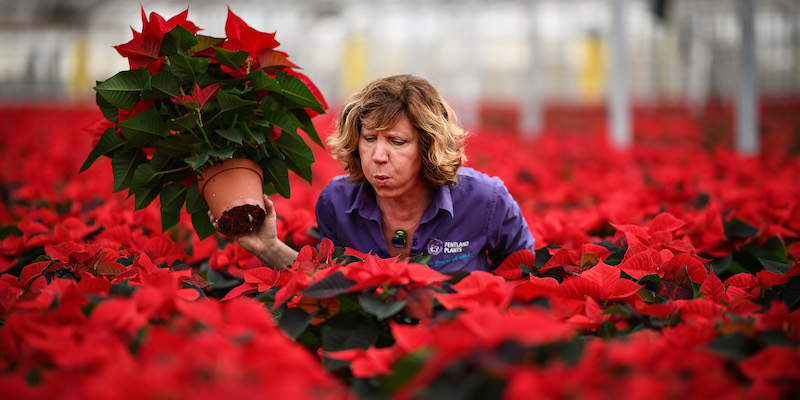 Un regalo di Natale al giorno: -22