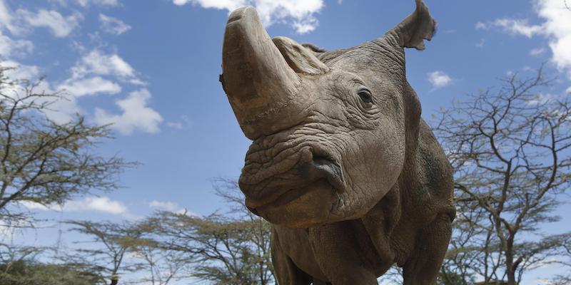 Il rinoceronte Sudan a 43 anni, il 3 maggio 2017, all'Ol Pejeta Conservancy, in Kenya (EPA/DAI KUROKAWA, ANSA)