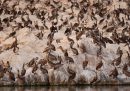 Più di 700 pellicani sono stati trovati morti in un'area protetta in Senegal: erano positivi all'influenza aviaria