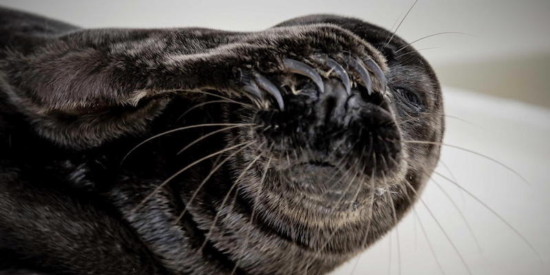 Una foca trovata spiaggiata vicino a Noordwijk, nei Paesi Bassi, e che ora è sotto osservazione in un centro riabilitativo a Stellendam. La foca soffre di melanismo, un eccesso di pigmenti del mantello che la rende più scura del normale colore delle foche grigie
(EPA/ROBIN VAN LONKHUIJSEN/ansa)