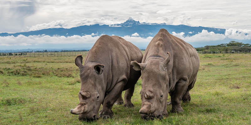 Le rinoceronti Najin e Fatu, nella riserva di Ol Pejeta; dietro di loro si vede il profilo del monte Kenya (Ol Pejeta/DPA/TNS, ANSA)