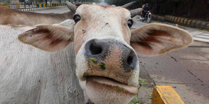 Un mucca per strada a New Delhi, India
(EPA/HARISH TYAGI/ansa)