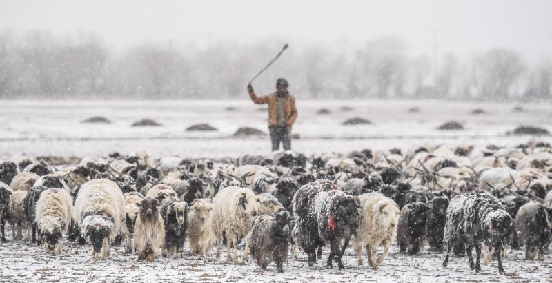 Un pastore a Gyantse, nella regione autonoma del Tibet. (Purbu Zhaxi/ Xinhua via ZUMA Wire / ANSA)