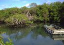 Le incredibili mangrovie