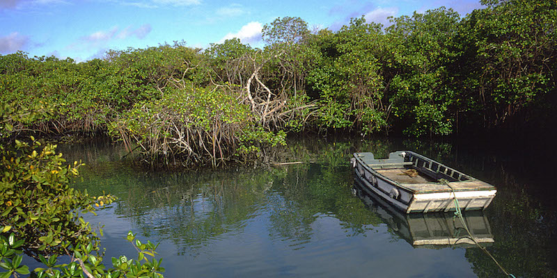 Mangrovie alle Galápagos (© SILVIO FIORE/LAPRESSE
STOCK)