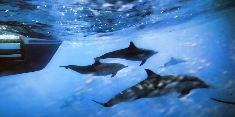Un gruppo di delfini nuota di fianco a un'imbarcazione vicino a San Pedro, in California, nel 2014 (AP Photo/Richard Vogel, La Presse)