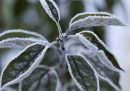 Come proteggere le piante all'aperto quando gela