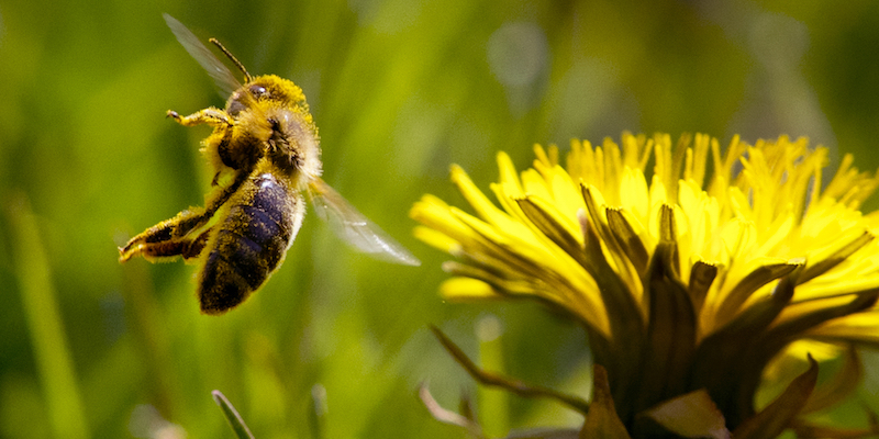 Un'ape coperta di polline (AP Photo/Michael Probst, La Presse)