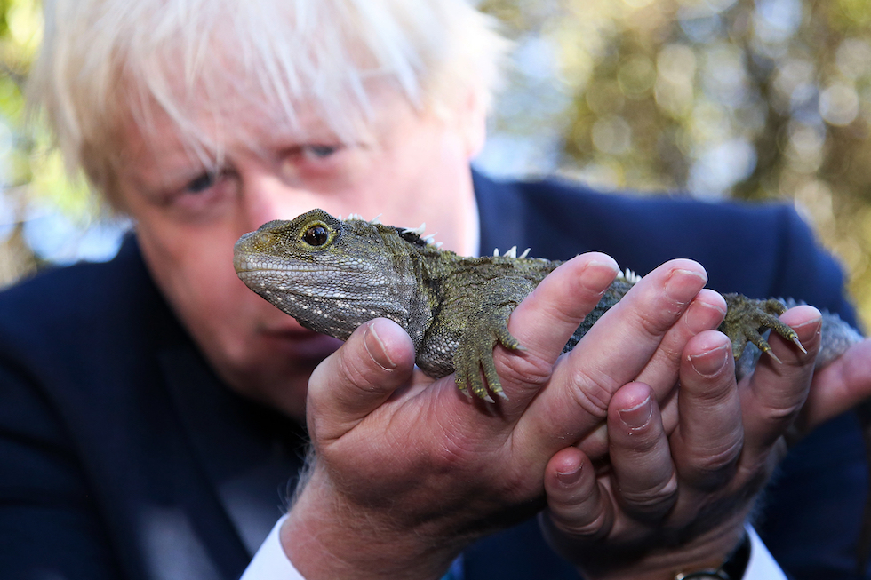 Tuatara