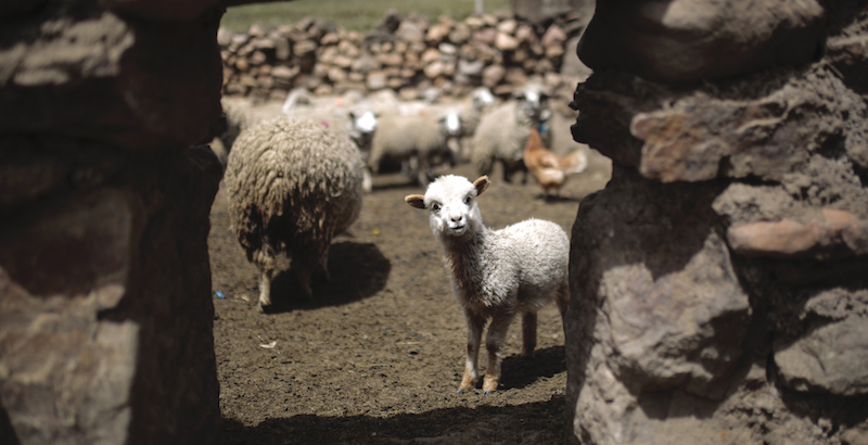 Una pecora vicino a La Paz, Bolivia
(Gaston Brito Miserocchi/Getty Images)