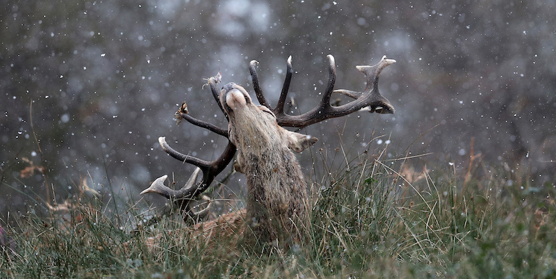 Un cervo a Richmond Park, Londra, Inghilterra
(Chris Jackson/Getty Images)