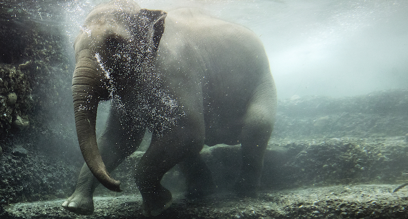 Un elefante sott'acqua allo zoo di Zurigo, Svizzera
(Alexandra Wey/Keystone via AP)