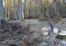 La Polonia ricomincerà a tagliare alberi nella foresta di Bialowieza