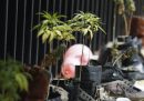 La Camera bassa del Messico ha approvato un disegno di legge per legalizzare la cannabis a scopo ricreativo