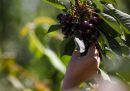 Senza i “backpacker”, in Australia la frutta rimane sugli alberi