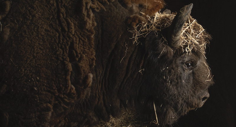Un bisonte europeo al Wildwood Trust, un ente benefico che si occupa di animali, Canterbury, Inghilterra
(Dan Kitwood/Getty Images)