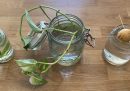 5 esperimenti facili da fare con piante e semi