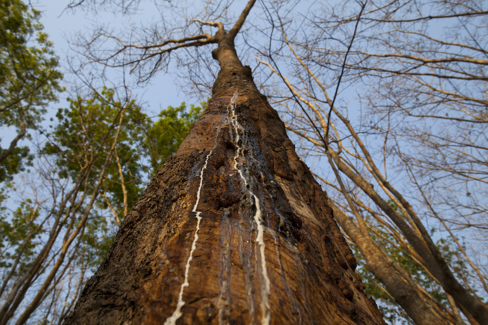 albero della gomma