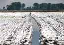La lunga e fortunata storia del riso in Italia