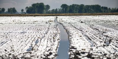 La lunga e fortunata storia del riso in Italia - Il Post