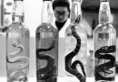 Serpenti in bottiglia