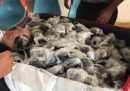 In un aeroporto delle isole Galápagos sono state scoperte 185 piccole tartarughe che stavano per essere contrabbandate