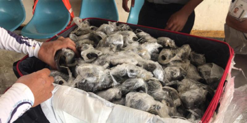 In un aeroporto delle isole Galápagos sono state scoperte 185 piccole tartarughe che stavano per essere contrabbandate