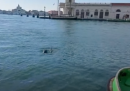 Il video dei due delfini nel Canal Grande a Venezia