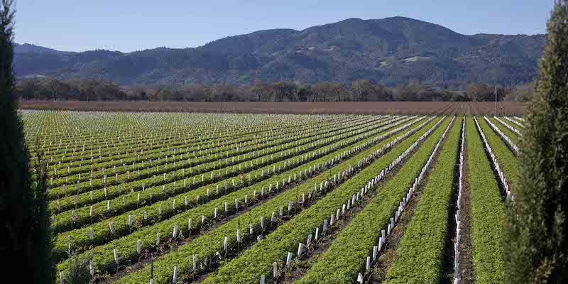 Cabernet Sauvignon california