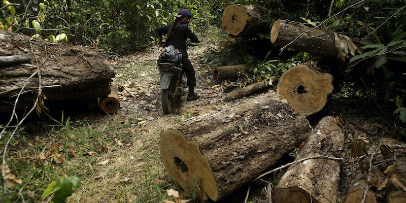 Un uomo Tenetehara, un gruppo etnico indigeno brasiliano, pattuglia una zona di alberi tagliati illegalmente nella riserva di Alto Rio Guama, nello stato del Pará, l'8 settembre 2020 (AP Photo/Eraldo Peres, La Presse)