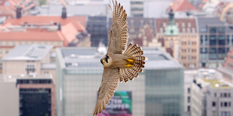 Un falco pellegrino a Lipsia, in Germania, il 16 maggio 2013 (ANSA-DPA/SEBASTIAN WILLNOW)