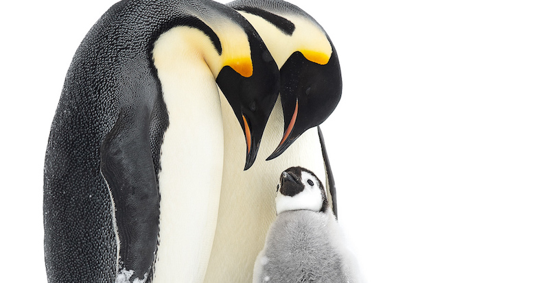 Due pinguini imperatori adulti e un pulcino, in Antartide

© Thomas Vijayan / Bird Photographer of the Year