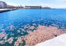 Il “bloom” di meduse in centro a Trieste