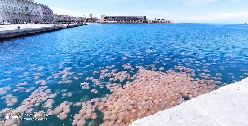 Meduse fotografate dal molo Audace di Trieste il 7 aprile 2021 (Lorenzo Zuffi)