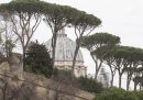 Un insetto sta distruggendo i pini di Roma