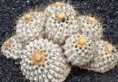 Il traffico illegale di cactus è sempre più diffuso