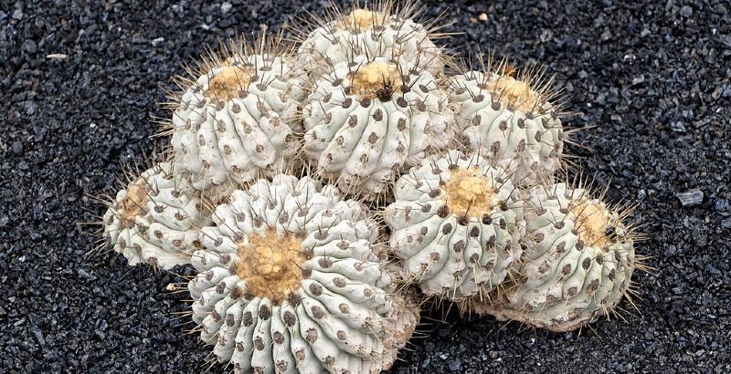 Esemplari di Copiapoa cinerea, una specie di cactus originaria del Cile (Wikimedia)