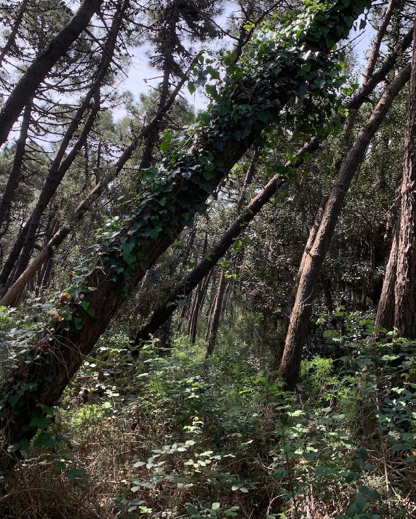 Marina Romea-29-05-2021