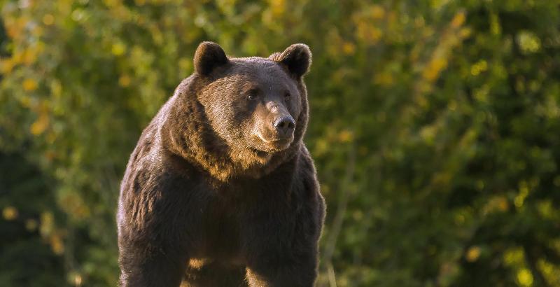 Una foto dell'orso, Arthur, scattata nel 2019 dalla ong Agent Green (Agent Green/ ANSA)