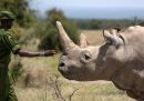 Il piano per rendere "radioattivi" i corni dei rinoceronti
