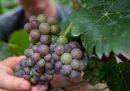 Da dove nasce la confusione sulla storia dell'acqua nel vino