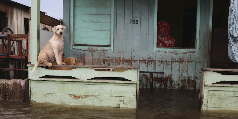 Cani in una casa alluvionata a Anama, Brasile
(AP Photo/Edmar Barros)