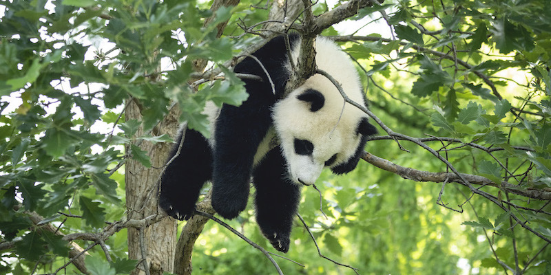 Un panda di 9 mesi su un albero allo Smithsonian National Zoo di Washington DC
(Drew Angerer/Getty Images)