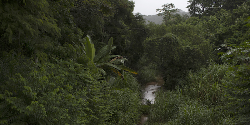 Un'area riforestata dalla ong Onda Verde vicino a Tingua, in Brasile, il 21 aprile 2021 (AP Photo/Silvia Izquierdo, La Presse)